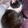 Salina is registered to the contest to win money with this photo: animal, black_and_white, blanket, cat, closeup, collar, cozy, cute, domestic, fur, furry, indoor, kitten, pet, pink_nose, resting, sleeping, small, soft, whiskers