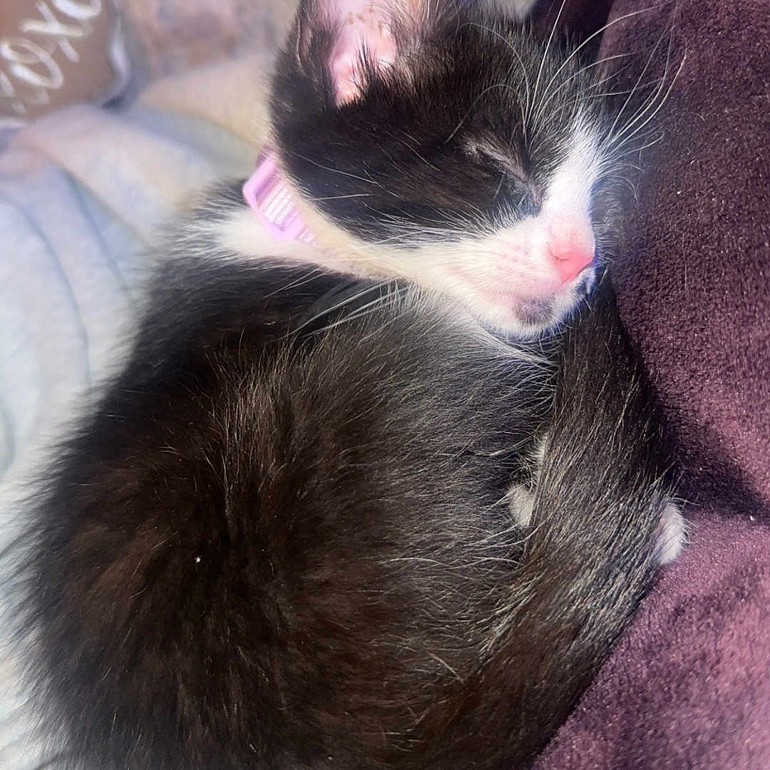 Salina is registered to the contest to win money with this photo: animal, black_and_white, blanket, cat, closeup, collar, cozy, cute, domestic, fur, furry, indoor, kitten, pet, pink_nose, resting, sleeping, small, soft, whiskers