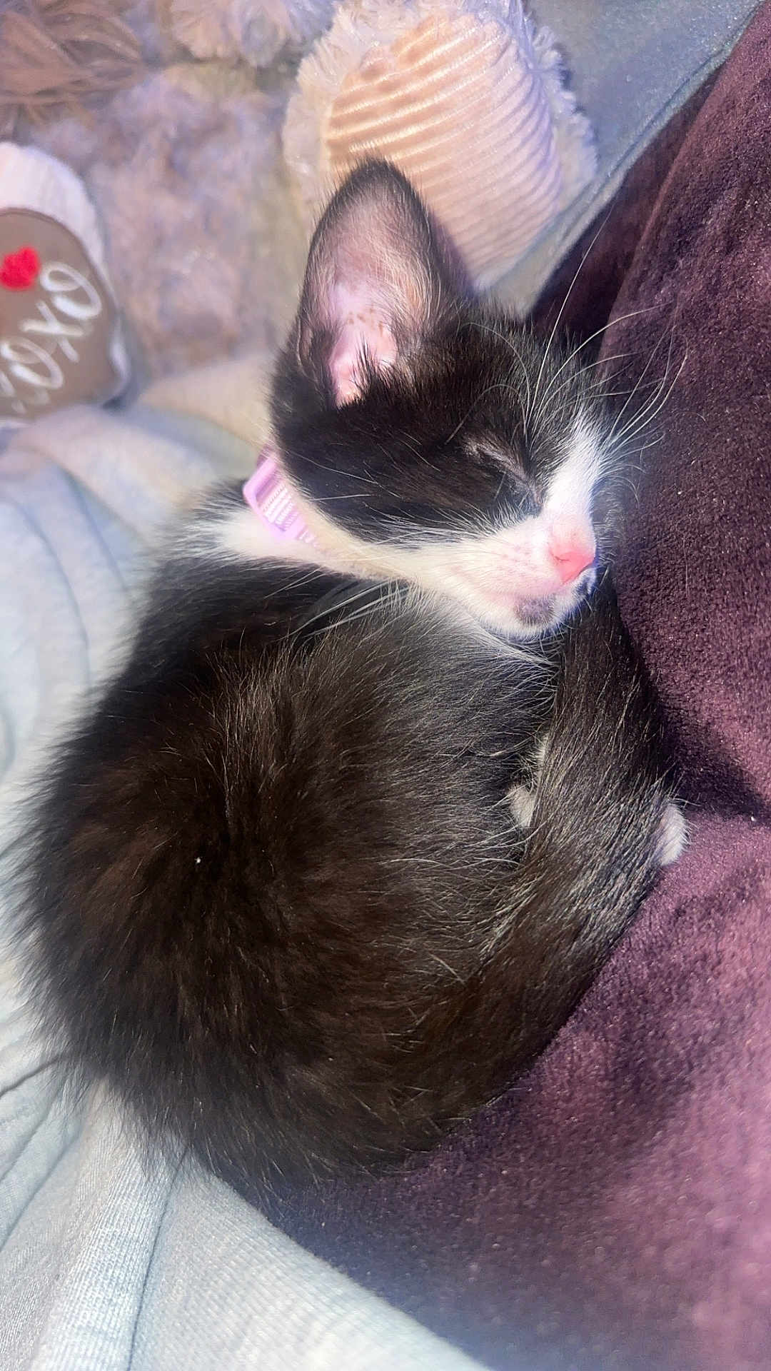 Salina is registered to the contest to win money with this photo: animal, black_and_white, blanket, cat, closeup, collar, cozy, cute, domestic, fur, furry, indoor, kitten, pet, pink_nose, resting, sleeping, small, soft, whiskers