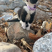 Salina is registered to the contest to win money with this photo: animal, black_and_white, branch, cat, closeup, curious, daylight, dry_leaf, fur, kitten, leaf, nature, outdoor, pet, purple_collar, rock, small, whiskers, wild, young