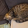 blanket, calm, cat, couch, cozy, cute, domestic_animal, feline, fur, furniture, indoor, mammal, nap, pet, relaxation, resting, sleeping, soft, striped, tabby