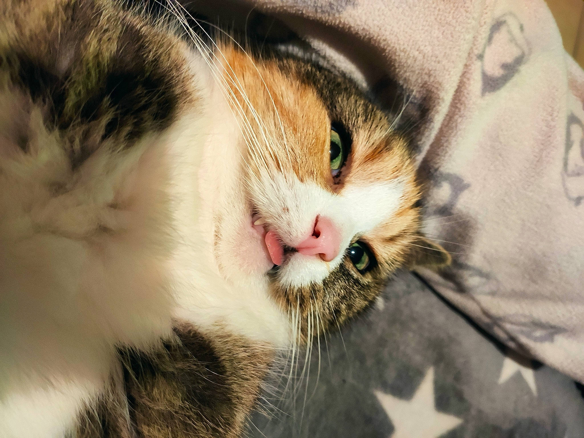 Shanna a rejoint le concours — aidez-le/la à gagner de superbes lots ! carnivore, cat, claw, close_up, domestic_short_haired_cat, eye, felidae, fur, grass, paw, small_to_medium_sized_cats, snout, tail, terrestrial_animal, tree, whiskers