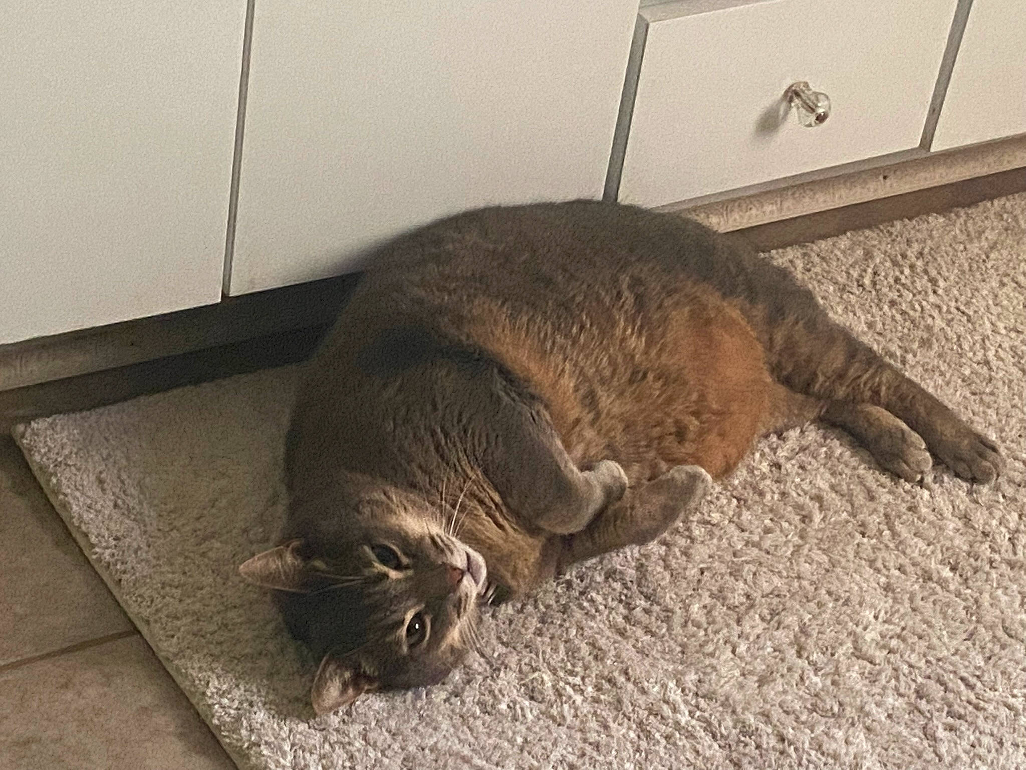 Dallas joined the competition — help win amazing prizes! canidae, carnivore, cat, claw, comfort, domestic_short_haired_cat, fawn, felidae, floor, flooring, fur, mat, nap, paw, sleep, small_to_medium_sized_cats, snout, tail, terrestrial_animal, whiskers