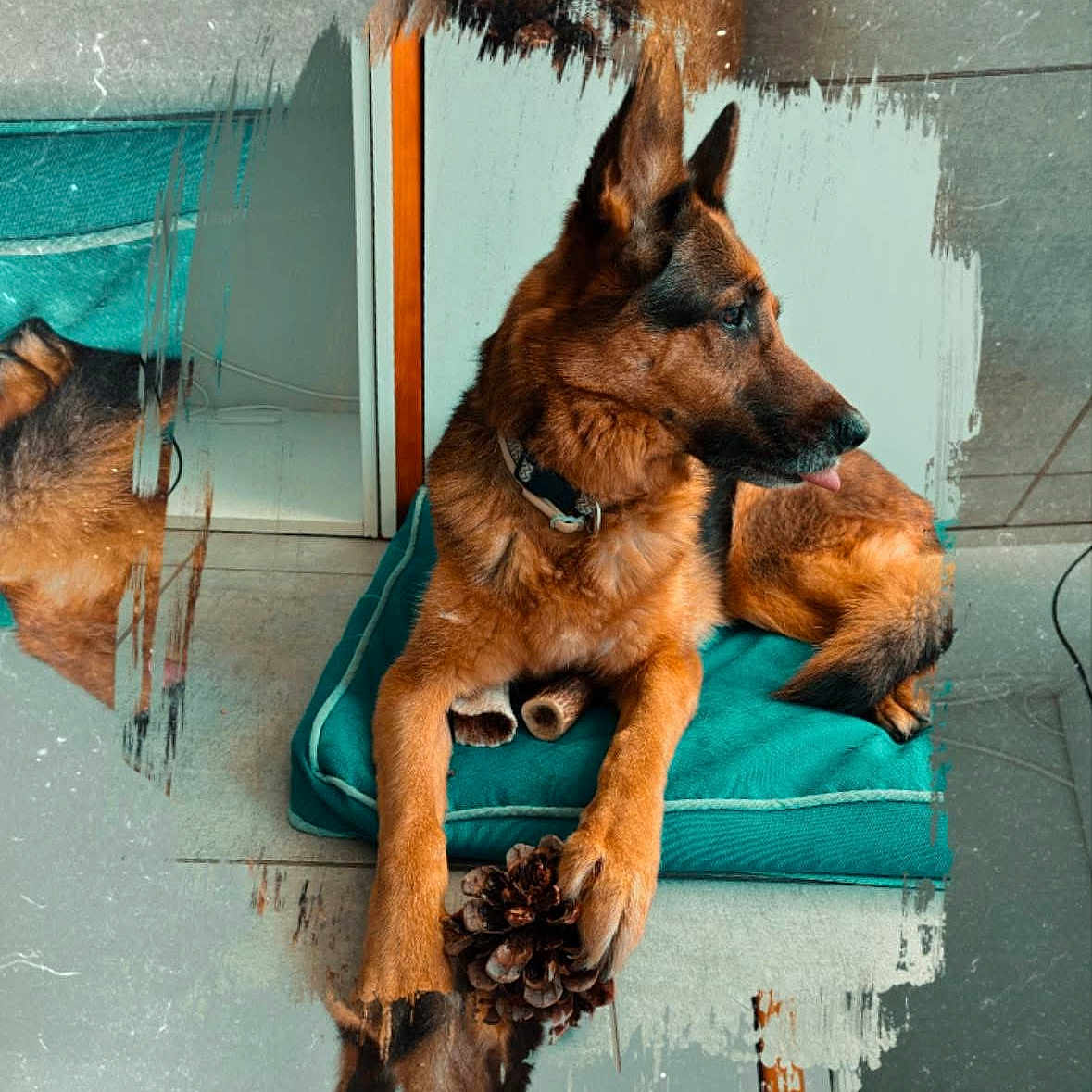 Hélia a rejoint le concours — aidez-le/la à gagner de superbes lots ! animal, canine, dog, dogbed, germanshepherd, pet, policedog