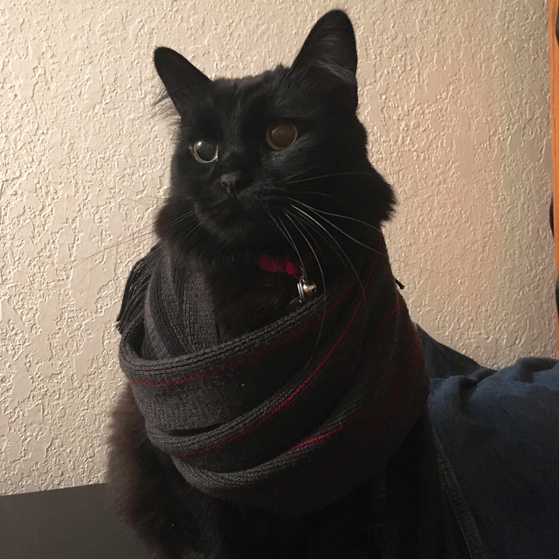 Rodney is registered to the contest to win money with this photo: asian, black, black_cat, bombay, cat, cat_like_mammal, domestic_short_haired_cat, fur, kitten, small_to_medium_sized_cats, snout, whiskers