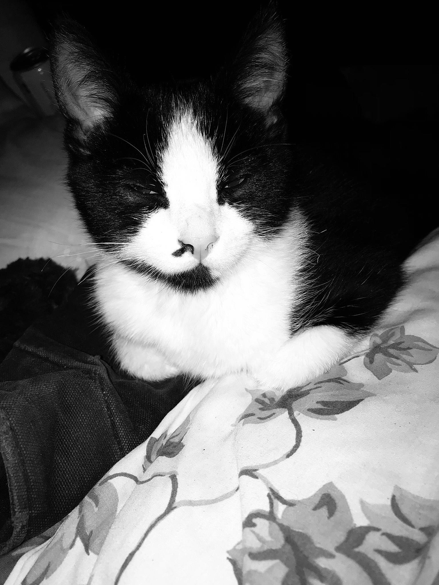 Fatty Boom Boom joined the competition — help win amazing prizes! arm, black, black_and_white, carnivore, cat, comfort, domestic_short_haired_cat, felidae, fur, gesture, hair, leg, monochrome, monochrome_photography, small_to_medium_sized_cats, snout, style, tree, whiskers, white