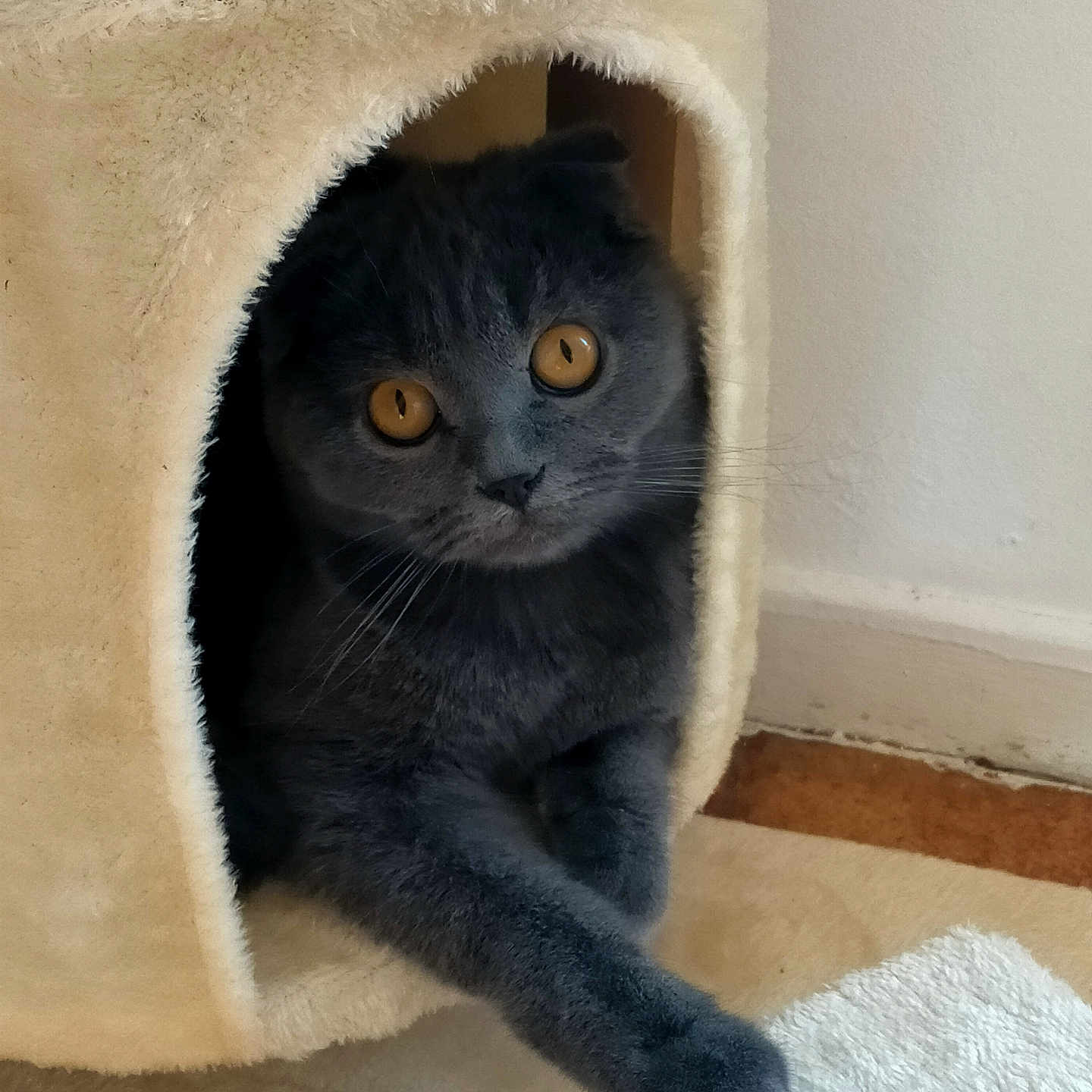 Unika a rejoint le concours — aidez-le/la à gagner de superbes lots ! abyssinian, animal, applique, architecture, blackcat, blanket, building, cat, den, doghouse, homedecor, indoors, kennel, kitten, manx, outdoors, pet, quilt, shelter, towel