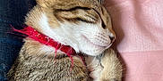 Athéna participe au concours pour gagner de l'argent avec cette photo : cat, kitten, sleeping, tabby, collar, red_collar, pink_blanket, jeans, fur, whiskers, paw, close_up, pet, domestic_animal, cozy, resting, cute, animal, indoor, relaxed