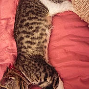 Athéna a rejoint le concours — aidez-le/la à gagner de superbes lots ! cat, tabby, sleeping, collar, pet, feline, striped, white_paw, pink_blanket, cozy, indoor, resting, cute, fur, whiskers, relaxed, fluffy_pillow, animal, domestic_cat, bed