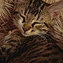Athéna a rejoint le concours — aidez-le/la à gagner de superbes lots ! cat, kitten, sleeping, tabby, fur, whiskers, closeup, cozy, blanket, soft, resting, cute, pet, animal, feline, indoor, relaxed, face, ears, peaceful