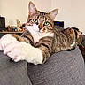 Athéna participe au concours pour gagner de l'argent avec cette photo : animal, cat, close_up, couch, cute, domestic_cat, fur, furniture, green_eyes, household, indoor, living_room, mammal, paws, pet, relaxed, stretching, tabby, tabby_cat, whiskers