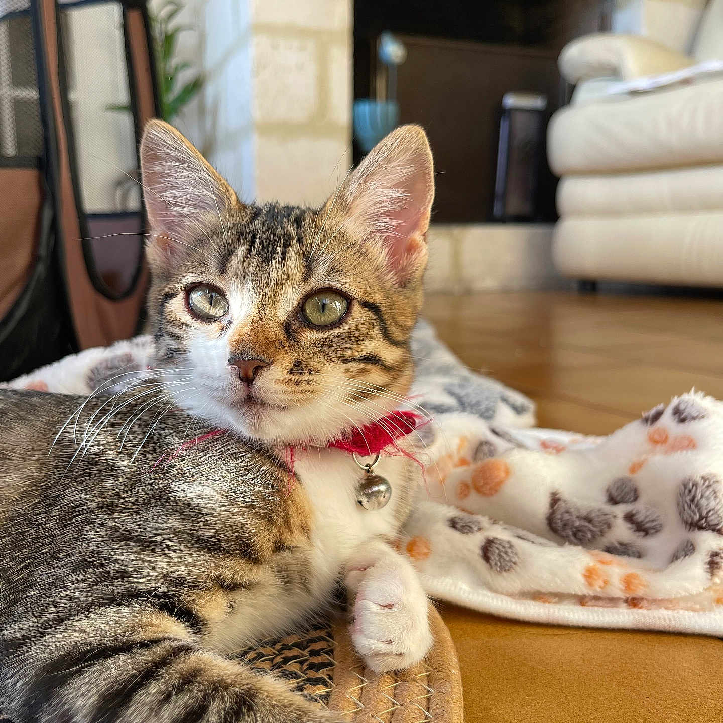 Athéna a rejoint le concours — aidez-le/la à gagner de superbes lots ! animal, bell, blanket, cat, closeup, collar, cozy, curious, floor, fur, home, indoor, kitten, light, mat, pet, relaxing, sofa, tabby, whiskers