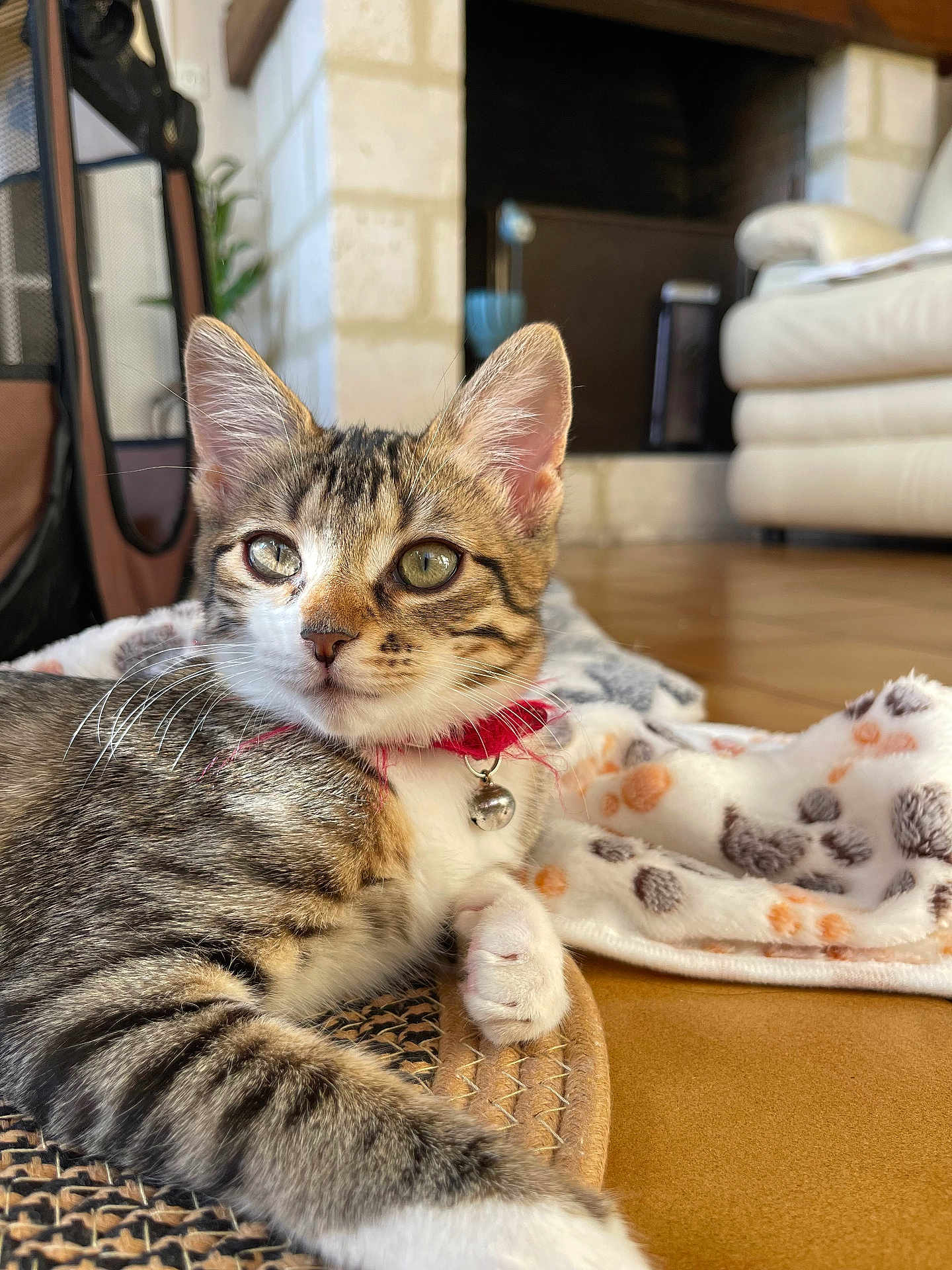 Athéna a rejoint le concours — aidez-le/la à gagner de superbes lots ! cat, kitten, tabby, collar, bell, indoor, blanket, sofa, floor, whiskers, fur, curious, closeup, pet, animal, relaxing, home, cozy, mat, light
