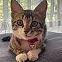 Athéna participe au concours pour gagner de l'argent avec cette photo : kitten, cat, tabby, pet, animal, collar, bell, whiskers, paws, curious, cute, indoor, soft_light, fabric, feline, young, portrait, closeup, adorable, domestic