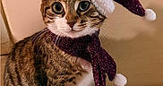 Athéna participe au concours pour gagner de l'argent avec cette photo : animal, brown, cat, christmas_hat, cute, ears, feline, festive, floor, holiday, indoor, looking, pet, portrait, scarf, sitting, tabby_cat, tile, whiskers, white