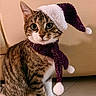 animal, brown, cat, christmas_hat, cute, ears, feline, festive, floor, holiday, indoor, looking, pet, portrait, scarf, sitting, tabby_cat, tile, whiskers, white