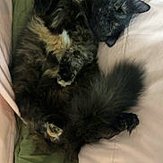 Batman is registered to the contest to win money with this photo: animal, bed, bedding, cat, cozy, curled_up, cute, fluffy, fur, green, indoor, paw, pet, pink, relaxed, resting, sleeping, soft, tail, tortoiseshell