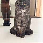 Mokki participe au concours pour gagner de l'argent avec cette photo : cat, scottish_fold, amber_eyes, sitting, table, vase, indoor, furniture, curtains, decor, pet, animal, fur, cute, portrait, domestic, whiskers, paws, relaxed, natural_light