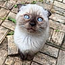kitten, cat, blue_eyes, fur, whiskers, outdoor, stone_pavement, curious, small, cute, pet, animal, mammal, young, adorable, close_up, looking_up, soft, fluffy, domestic