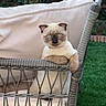 Chouquette a rejoint le concours — aidez-le/la à gagner de superbes lots ! animal, backyard, blue_eyes, cat, cushion, cute, domestic_cat, feline, folded_ears, fur, garden, green_grass, nature, outdoor, paws, pet, relaxed, resting, sitting, wicker_chair