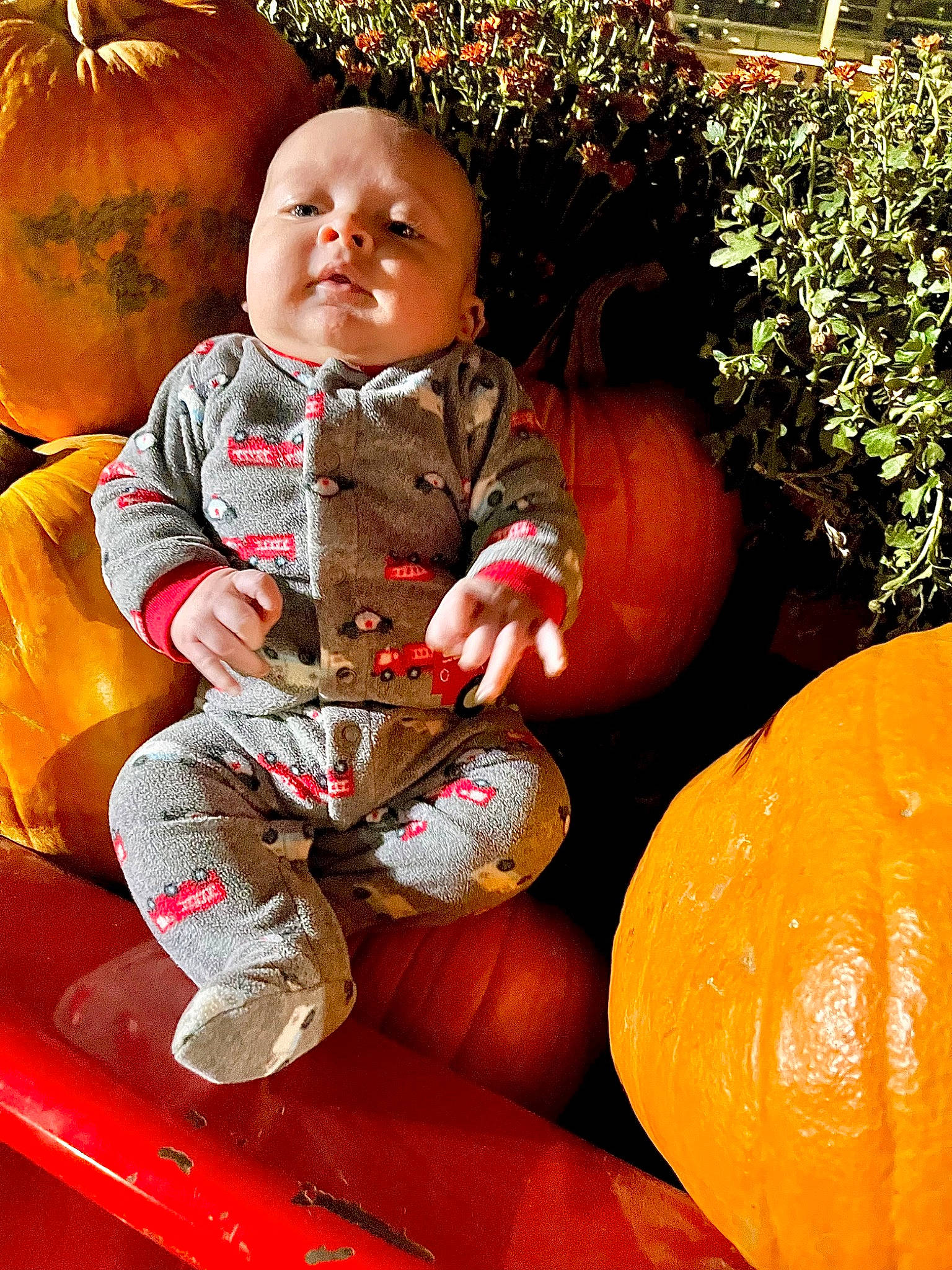 Odin joined the competition — help win amazing prizes! baby, baby_toddler_clothing, calabaza, cucurbita, facial_expression, gourd, grass, happy, head, local_food, natural_foods, orange, people, person, plant, pumpkin, squash, toddler, vegetable, whole_food