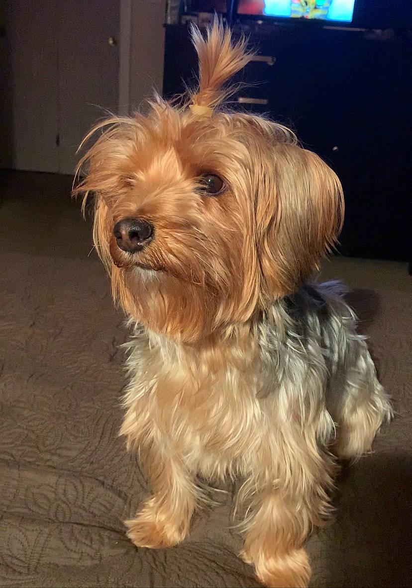 Myles joined the competition — help win amazing prizes! australian_silky_terrier, biewer_terrier, canidae, carnivore, companion_dog, dog, dog_breed, glen_of_imaal_terrier, maltepoo, mammal, morkie, puppy, schnoodle, small_terrier, snout, sporting_lucas_terrier, terrier, vertebrate, yorkipoo, yorkshire_terrier