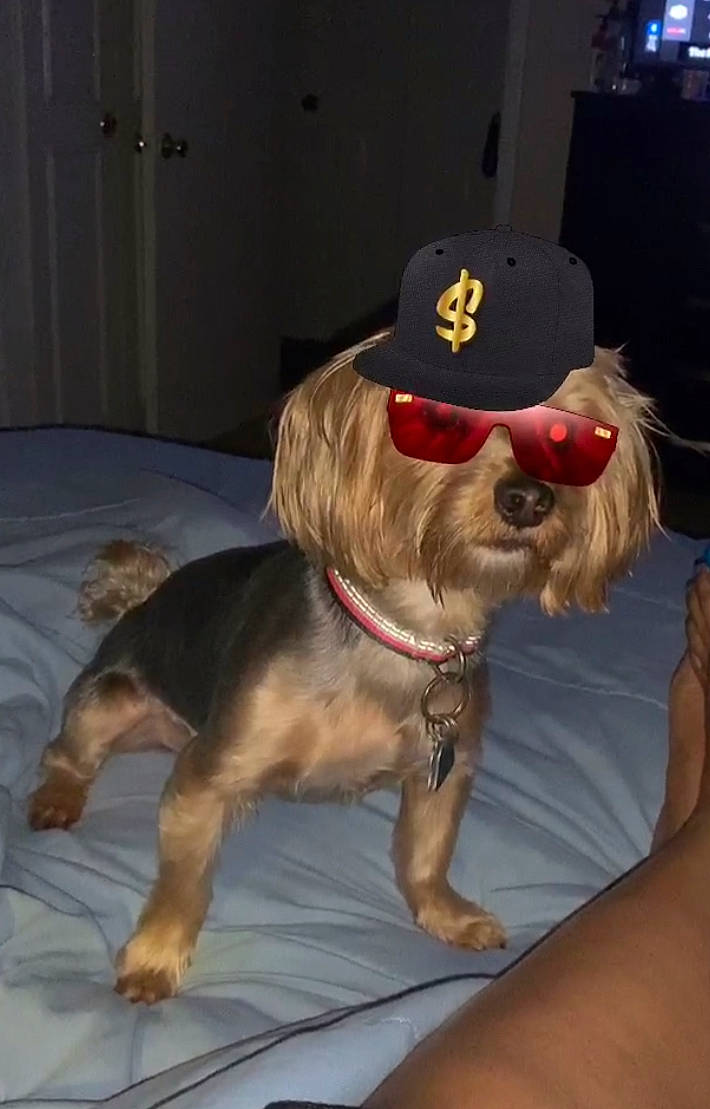 Myles is registered to the contest to win money with this photo: border_terrier, cairn_terrier, canidae, carnivore, companion_dog, dog, dog_breed, dog_clothes, eyewear, glasses, griffon_bruxellois, hat, headgear, rare_breed_dog, small_terrier, snout, sunglasses, terrier, toy_dog, yorkshire_terrier