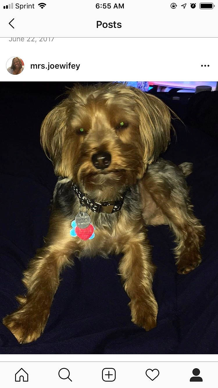 Myles joined the competition — help win amazing prizes! bolonka, canidae, carnivore, cavapoo, cockapoo, companion_dog, dog, dog_breed, lhasa_apso, mammal, morkie, poodle_crossbreed, puppy, rare_breed_dog, schnoodle, sporting_group, terrier, vertebrate, yorkipoo, yorkshire_terrier