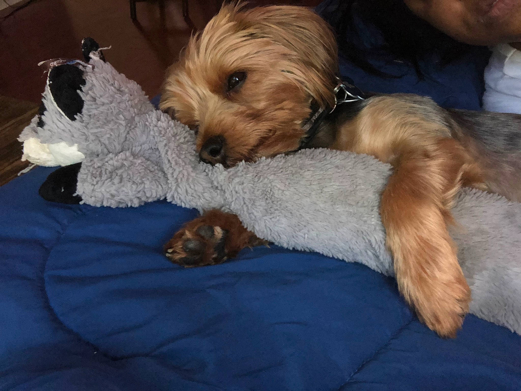 Myles joined the competition — help win amazing prizes! bosnian_coarse_haired_hound, canidae, carnivore, cockapoo, companion_dog, dog, dog_breed, dutch_smoushond, glen_of_imaal_terrier, mammal, morkie, norfolk_terrier, poodle_crossbreed, puppy, puppy_love, schnoodle, sporting_lucas_terrier, terrier, tibetan_terrier, vertebrate