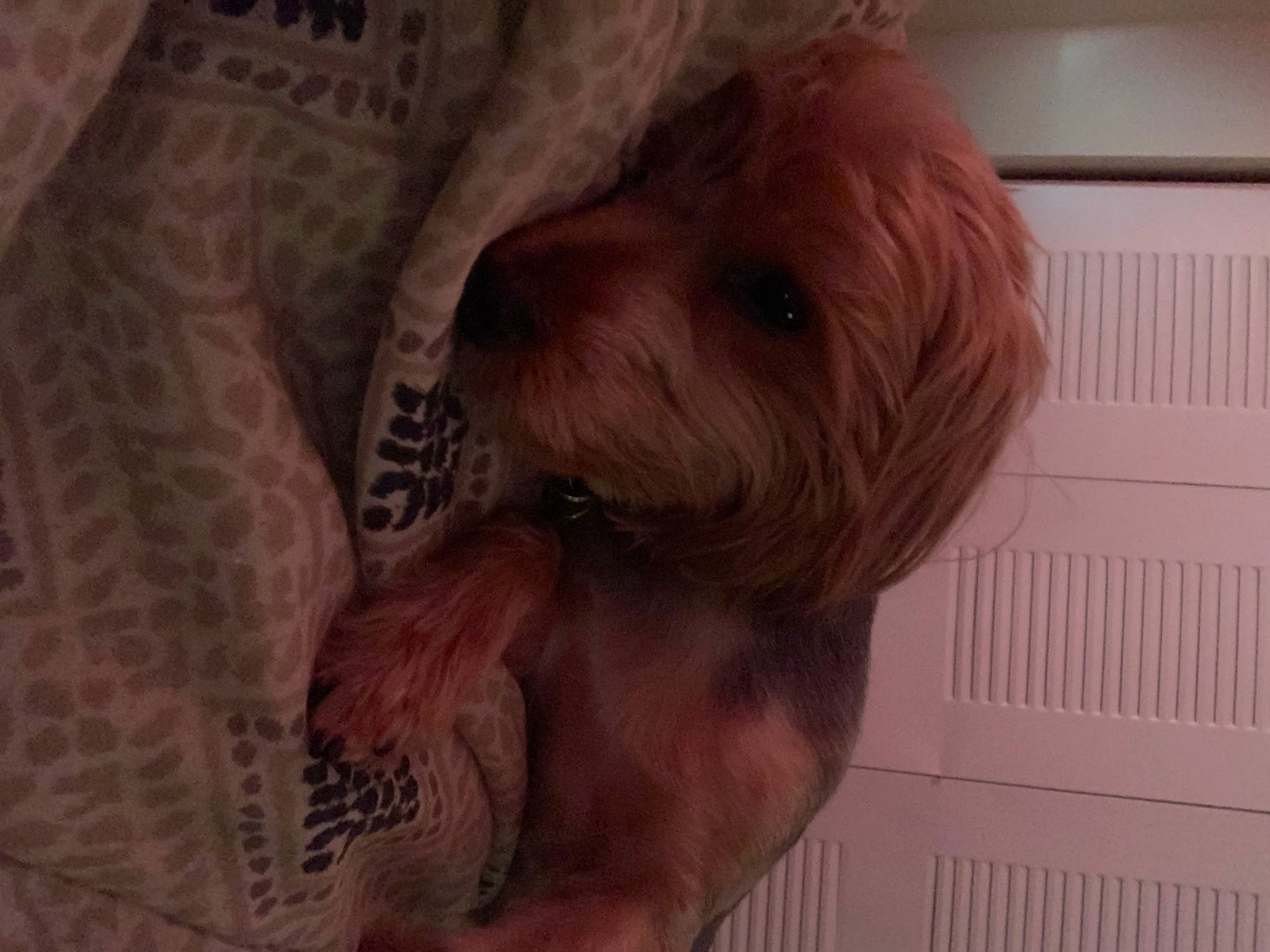 Myles joined the competition — help win amazing prizes! canidae, carnivore, cavapoo, cockapoo, companion_dog, dog, dog_breed, lhasa_apso, mammal, morkie, norfolk_terrier, puppy, rare_breed_dog, schnoodle, small_terrier, snout, sporting_group, terrier, toy_dog, yorkshire_terrier