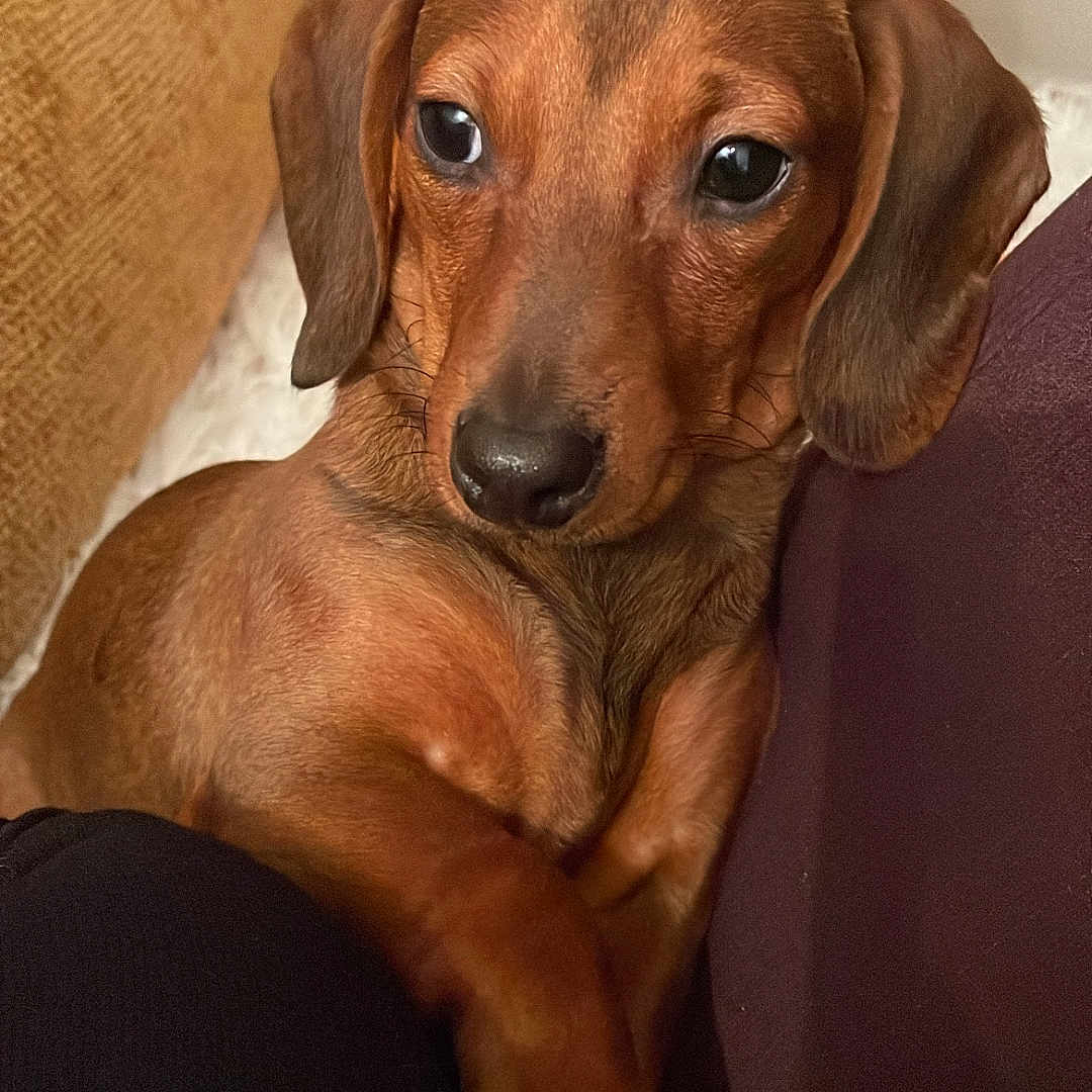 Dolce participe au concours pour gagner de l'argent avec cette photo : animal, brown_fur, closeup, companion, couch, cozy, cute, dachshund, dog, domestic_animal, ears, furniture, indoor, looking_away, paw, pet, puppy, resting, snuggled, warm_colors