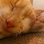 Harley joined the competition — help win amazing prizes! asian, carnivore, cat, close_up, ear, eye, fawn, felidae, fur, mammal, nap, nose, paw, polydactyl_cat, singapura, sleep, small_to_medium_sized_cats, snout, vertebrate, whiskers