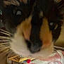 Apollo is registered to the contest to win money with this photo: cat, close_up, blurry, fur, whiskers, indoor, pet, animal, nose, mouth, colorful_fur, household, furniture, fabric, soft, domestic, cute, face, feline, blur