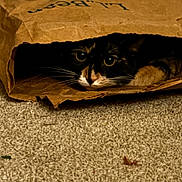 Apollo joined the competition — help win amazing prizes! cat, paper_bag, carpet, animal, pet, whiskers, curious, hidden, indoor, brown, black, white, feline, cute, cozy, eyes, closeup, texture, hiding, soft