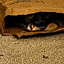 cat, paper_bag, carpet, animal, pet, whiskers, curious, hidden, indoor, brown, black, white, feline, cute, cozy, eyes, closeup, texture, hiding, soft