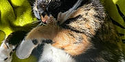 Apollo joined the competition — help win amazing prizes! cat, calico_cat, sleeping, sunlight, blanket, green, handheld_gaming_device, turquoise, paw, fur, pet, domestic_animal, resting, cozy, indoor, closeup, cute, animal, relaxing, whiskers