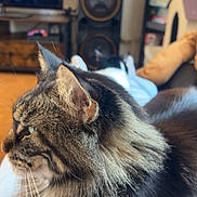 Ruby participe au concours pour gagner de l'argent avec cette photo : cat, tabby, fluffy, pet, indoor, living_room, furniture, speaker, television, relaxing, closeup, whiskers, fur, side_profile, cozy, household, resting, domestic_animal, home, person_lap