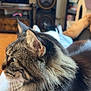cat, tabby, fluffy, pet, indoor, living_room, furniture, speaker, television, relaxing, closeup, whiskers, fur, side_profile, cozy, household, resting, domestic_animal, home, person_lap