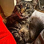 Ruby a rejoint le concours — aidez-le/la à gagner de superbes lots ! cat, tabby, fluffy, whiskers, pet, indoor, blanket, cozy, fur, ears, animal, mammal, relaxed, closeup, face, cute, domestic, feline, resting, soft