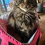 Ruby a rejoint le concours — aidez-le/la à gagner de superbes lots ! cat, fluffy, pet, indoor, pink_bag, table, plant, window, natural_light, curious, feline, fur, ears, whiskers, domestic_animal, closeup, sitting, cozy, home, portrait