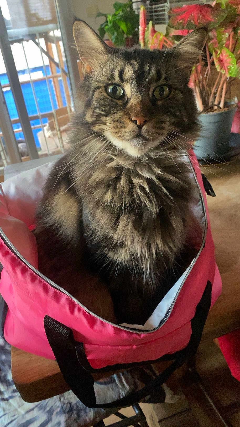 Ruby a rejoint le concours — aidez-le/la à gagner de superbes lots ! cat, fluffy, pet, indoor, pink_bag, table, plant, window, natural_light, curious, feline, fur, ears, whiskers, domestic_animal, closeup, sitting, cozy, home, portrait