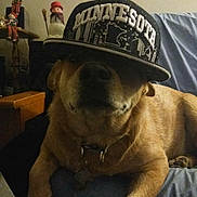 Ozzy is registered to the contest to win money with this photo: dog, brown_dog, hat, cap, minnesota, indoor, couch, furniture, pet, animal, relaxed, lying_down, collar, decoration, snowman_figurine, wooden_table, blue_cover, home, cozy, portrait