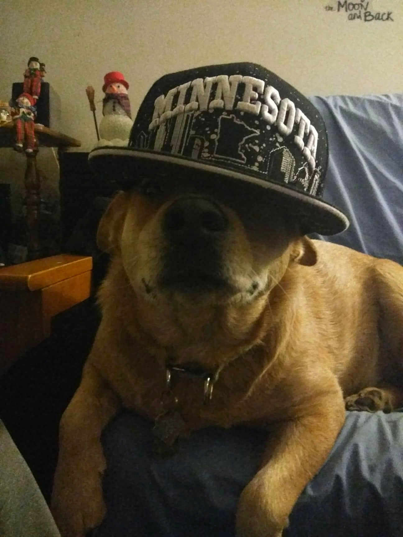 Ozzy is registered to the contest to win money with this photo: dog, brown_dog, hat, cap, minnesota, indoor, couch, furniture, pet, animal, relaxed, lying_down, collar, decoration, snowman_figurine, wooden_table, blue_cover, home, cozy, portrait