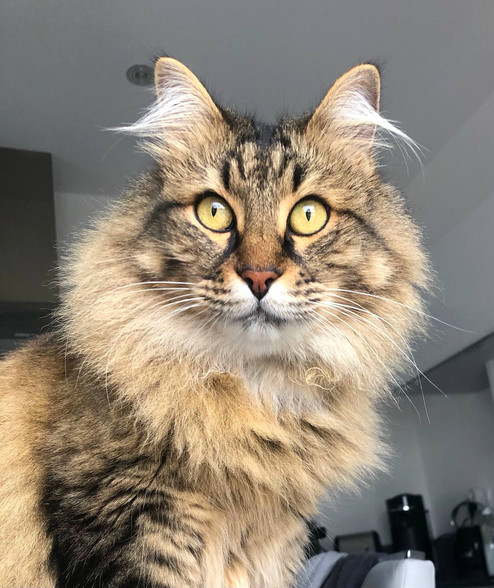 Miky participe au concours pour gagner de l'argent avec cette photo : box, british_longhair, carnivore, cat, computer_monitor, domestic_short_haired_cat, felidae, fur, maine_coon, norwegian_forest_cat, plant, small_to_medium_sized_cats, snout, tail, terrestrial_animal, whiskers