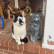 Booboo joined the competition — help win amazing prizes! animal, bicycle, black_and_white, brick, cat, column, curious, decor, ears, face, firewood, outdoor, pet, porch, sitting, statue, step, tail, wall, window