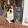 animal, bicycle, black_and_white, brick, cat, column, curious, decor, ears, face, firewood, outdoor, pet, porch, sitting, statue, step, tail, wall, window