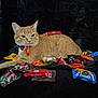 Nugget joined the competition — help win amazing prizes! animal, black_background, candy, candy_wrappers, cat, collar, cute, festive, halloween, indoor, kitkat, lying_down, m_and_m, orange_tabby, orange_tag, oreo, pet, playful, reese, snack