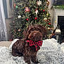dog, brown_dog, bow_tie, christmas_tree, holiday_decor, ornaments, lights, blanket, fluffy, indoor, pet, cute, festive, cozy, decorations, living_room, holiday, christmas, seated, fur
