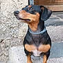 animal, black, canine, closeup, collar, curious, dog, door, ears, fur, looking, outdoor, paws, pet, sideways, sitting, small, step, stone, tan