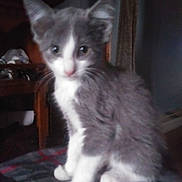 Jill is registered to the contest to win money with this photo: abyssinian, angora, animal, cat, kitten, manx, pet, siamese